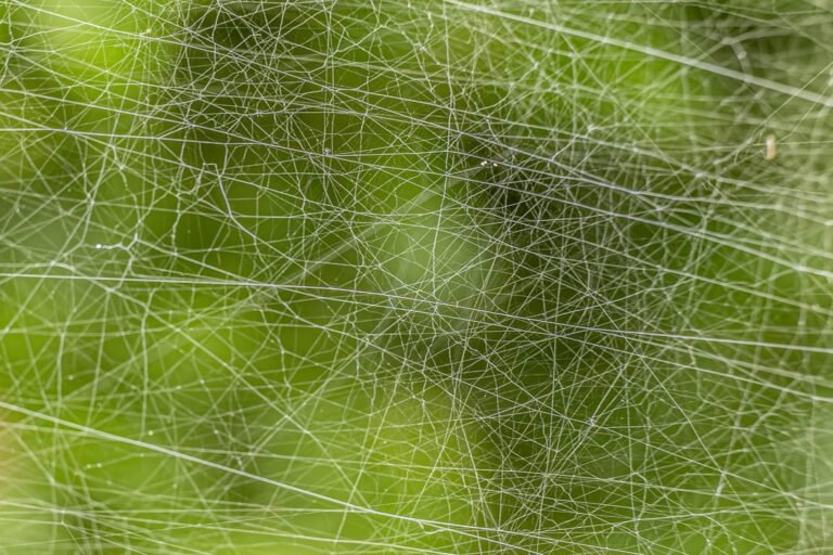 web crawler python data 2026