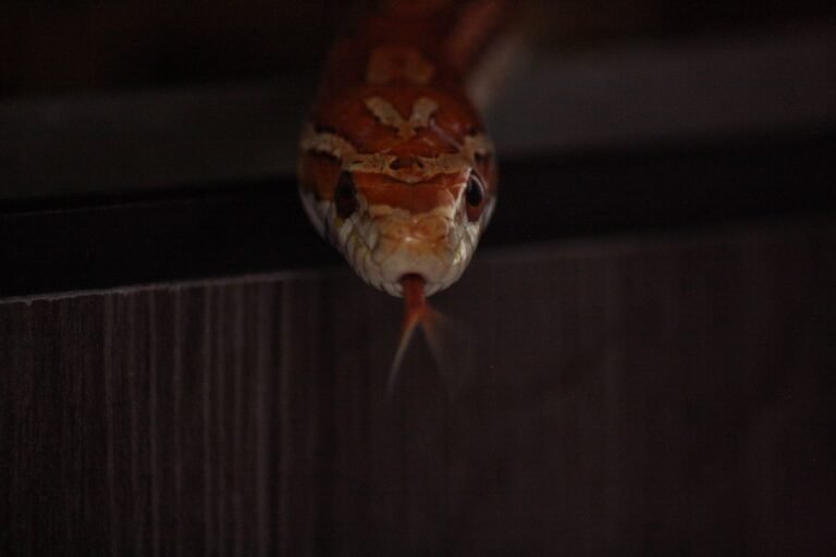 How to Learn Python in 30 Days