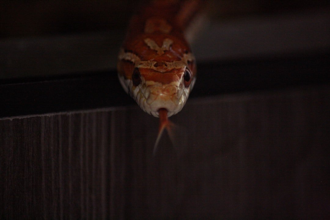 How to Learn Python in 30 Days